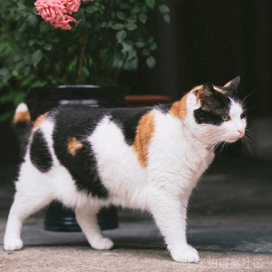 蝈蝈_
