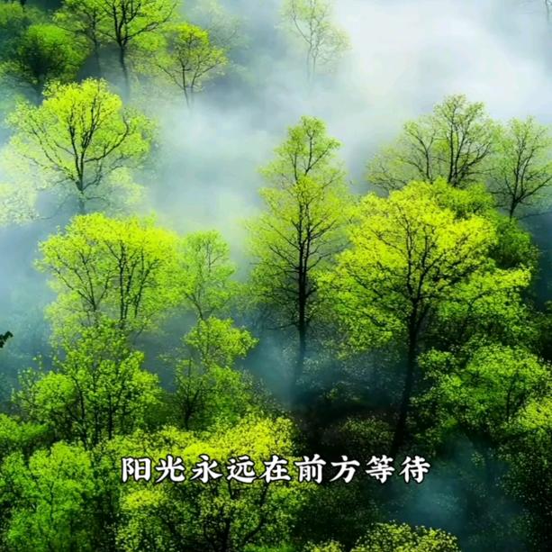 向阳花开