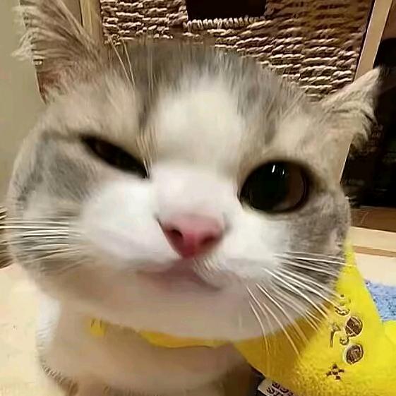 衍册头像