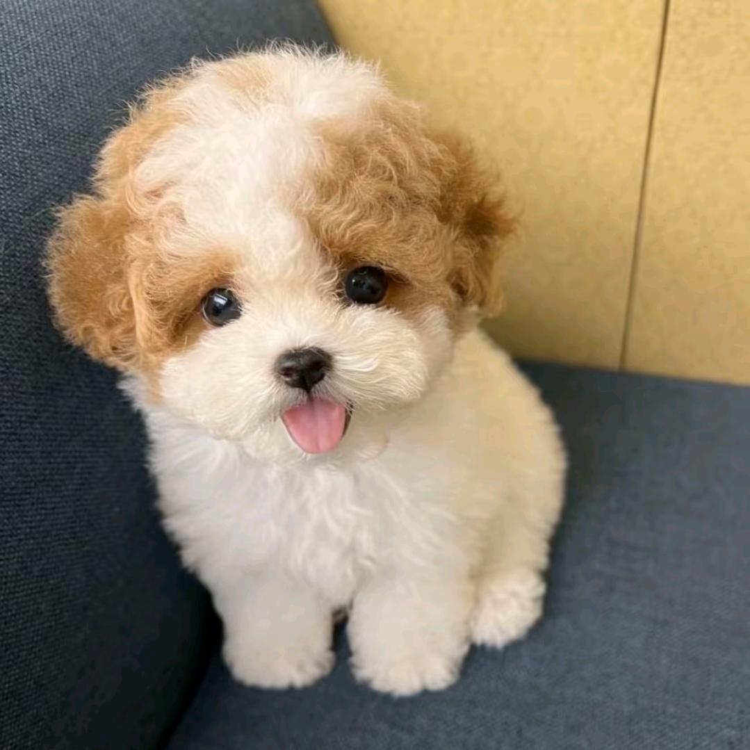 超级无敌大披萨
