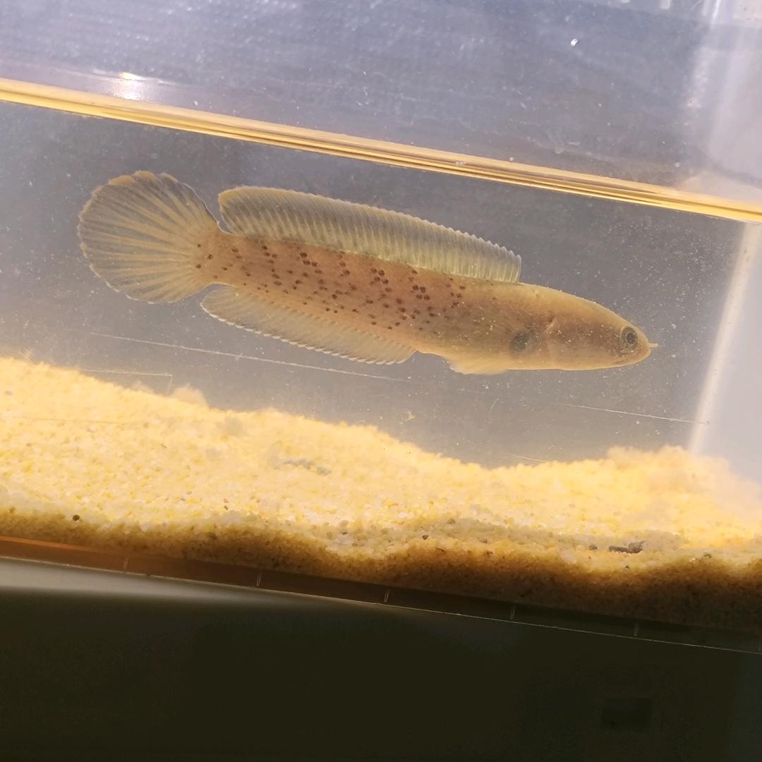 颜颜养雷龙（各种品种都想养1-3条）