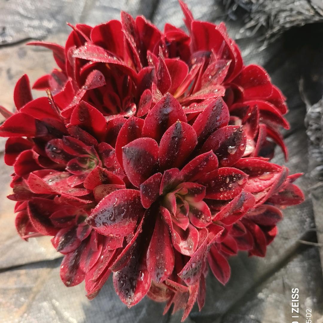 阳光法师多肉基地