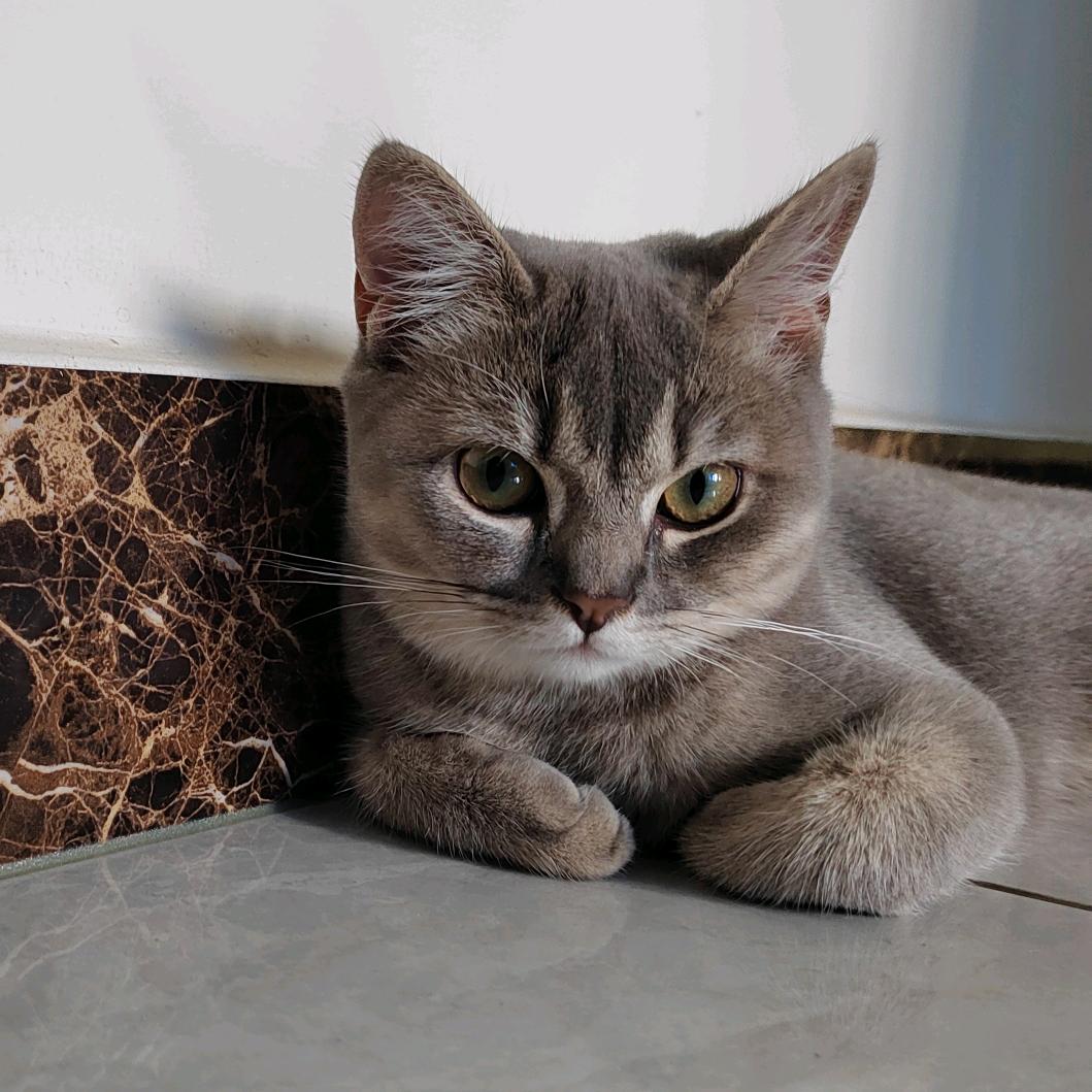 ♡板栗猫咪˚‧*♡ॢ