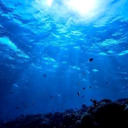 深海里的噗噗🐻 🦁 👑