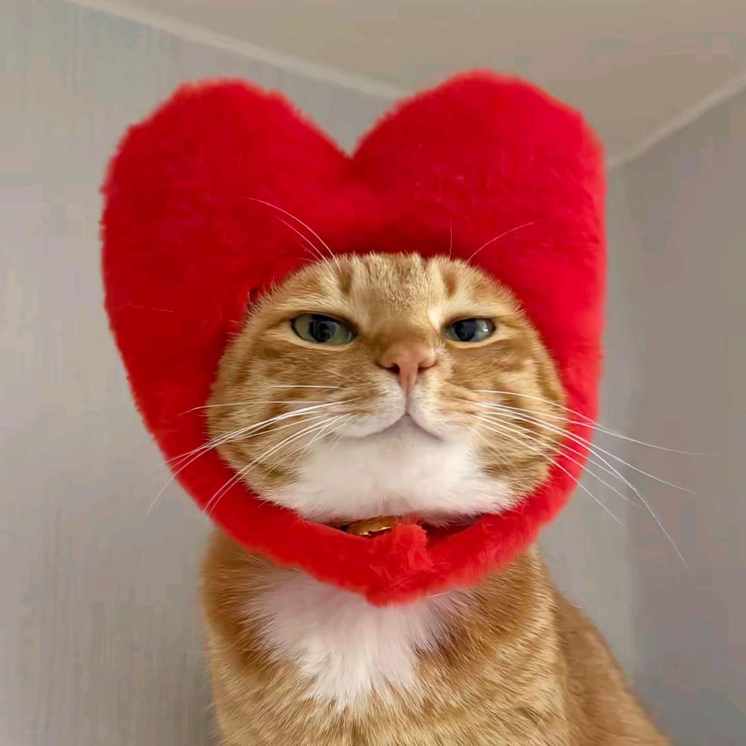 小何（减肥版）