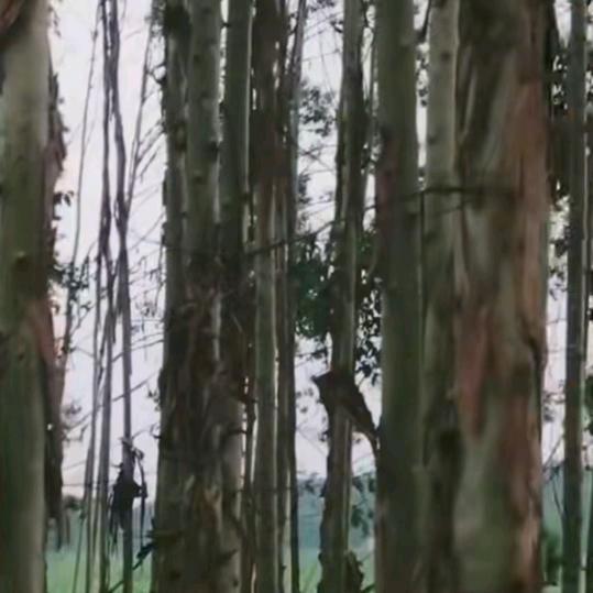 雷潇