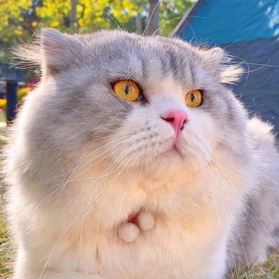 可乐家的四小只