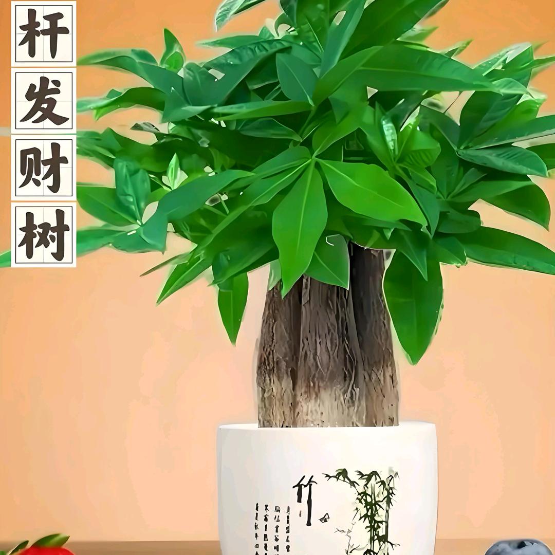 来来来
