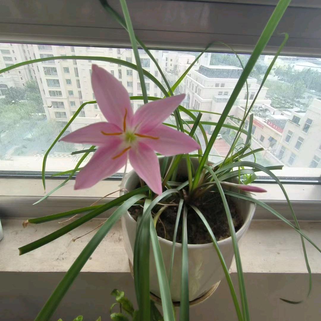 大熊猫讲故事