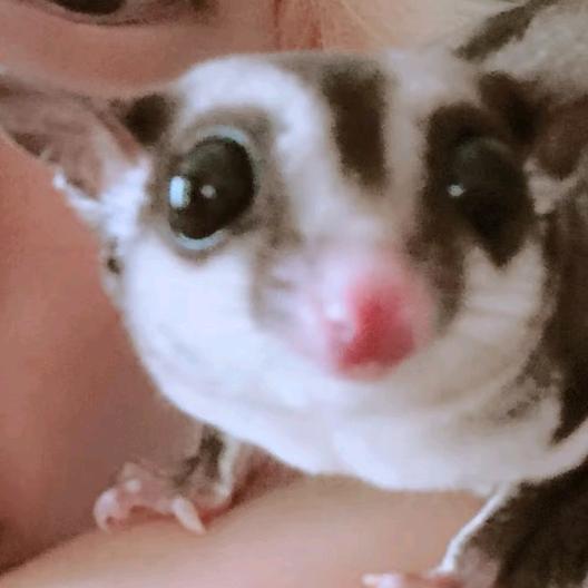 ˃ᵕ˂
