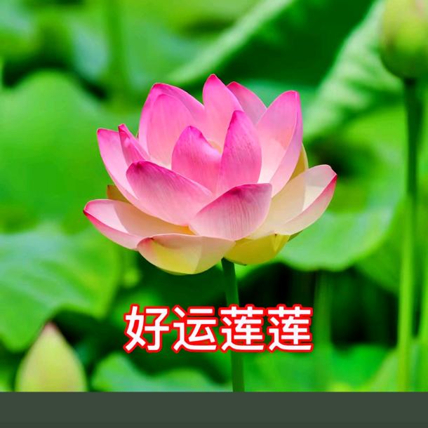 好运连连🌹
