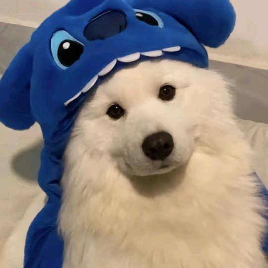 蓝白企鹅君