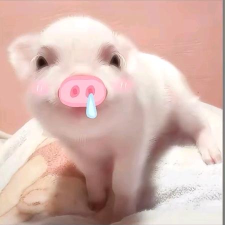 猪精下凡
