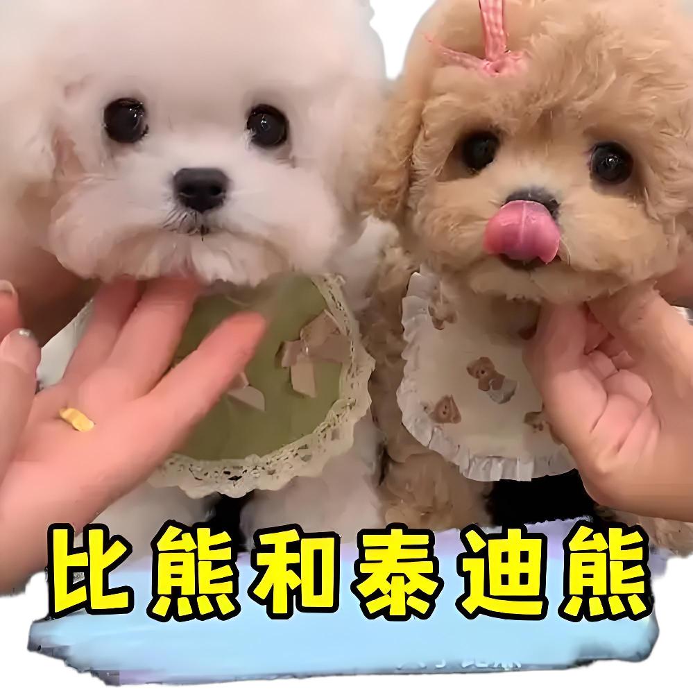 高端宠物犬（供应链）