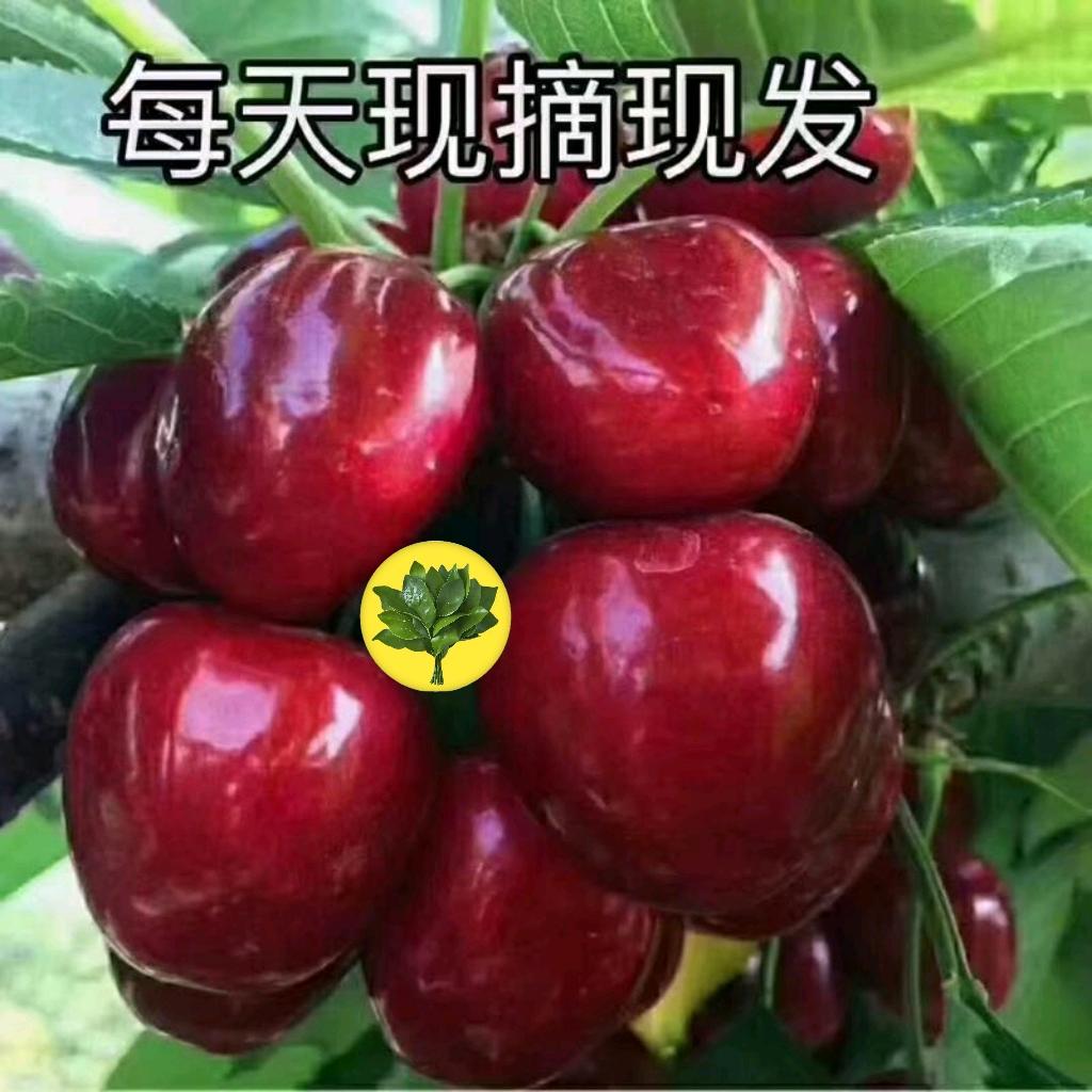 🇨🇳可心大樱桃🐮🐍