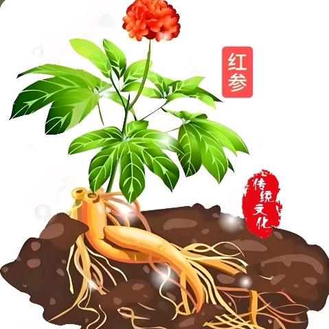 红参哥