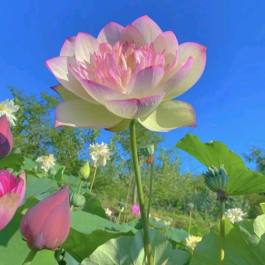 花开花落