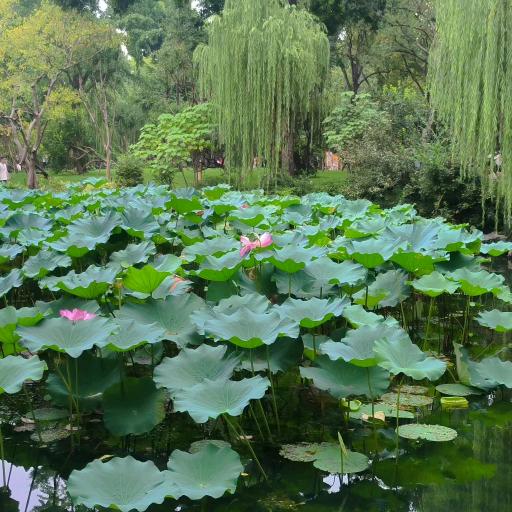 梦想启航＜上海）