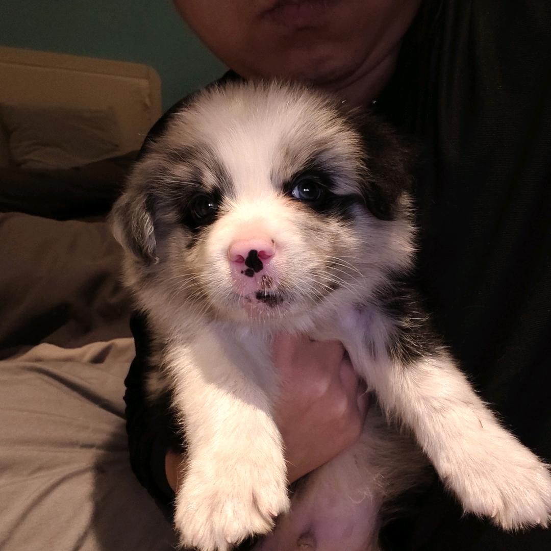 一只特别帅的边牧