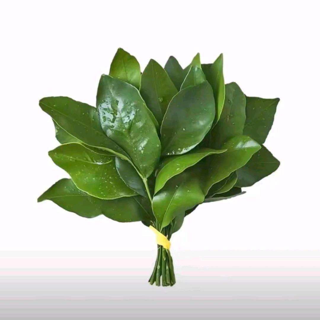 摆烂小鱼.