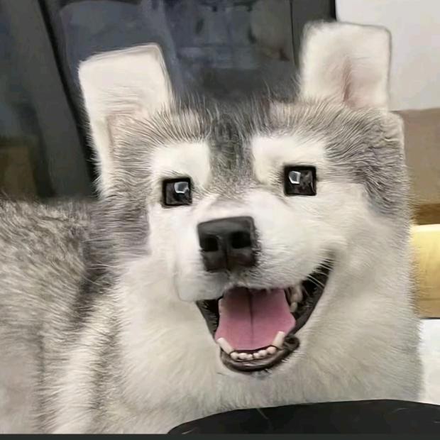 西伯利亚雪橇性感大蛤蟆暴打凹凸曼