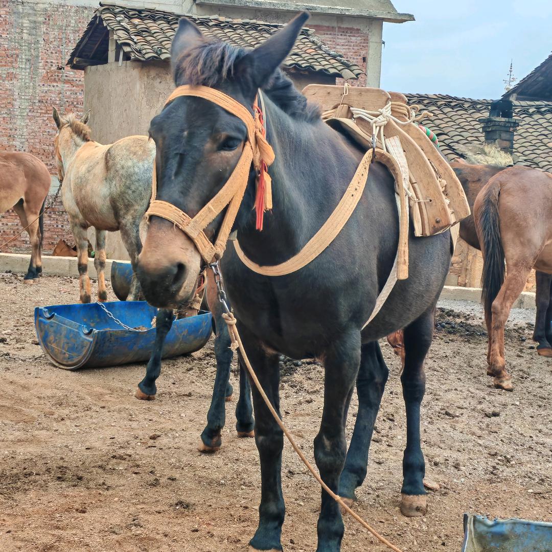云南  楚雄 马🐴帮