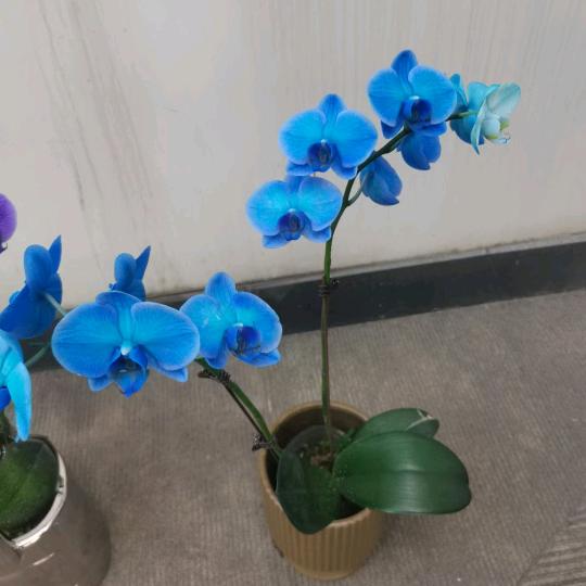 辉叔