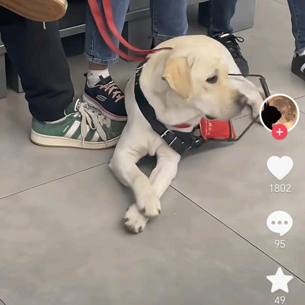 拉布拉多导盲犬