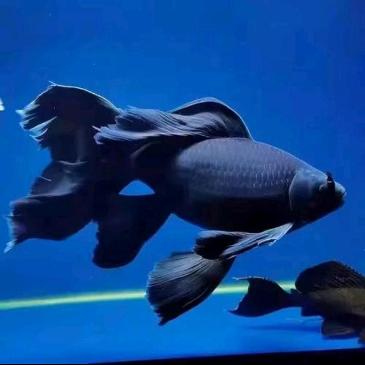 渔智星(甄选蝴蝶鲤)