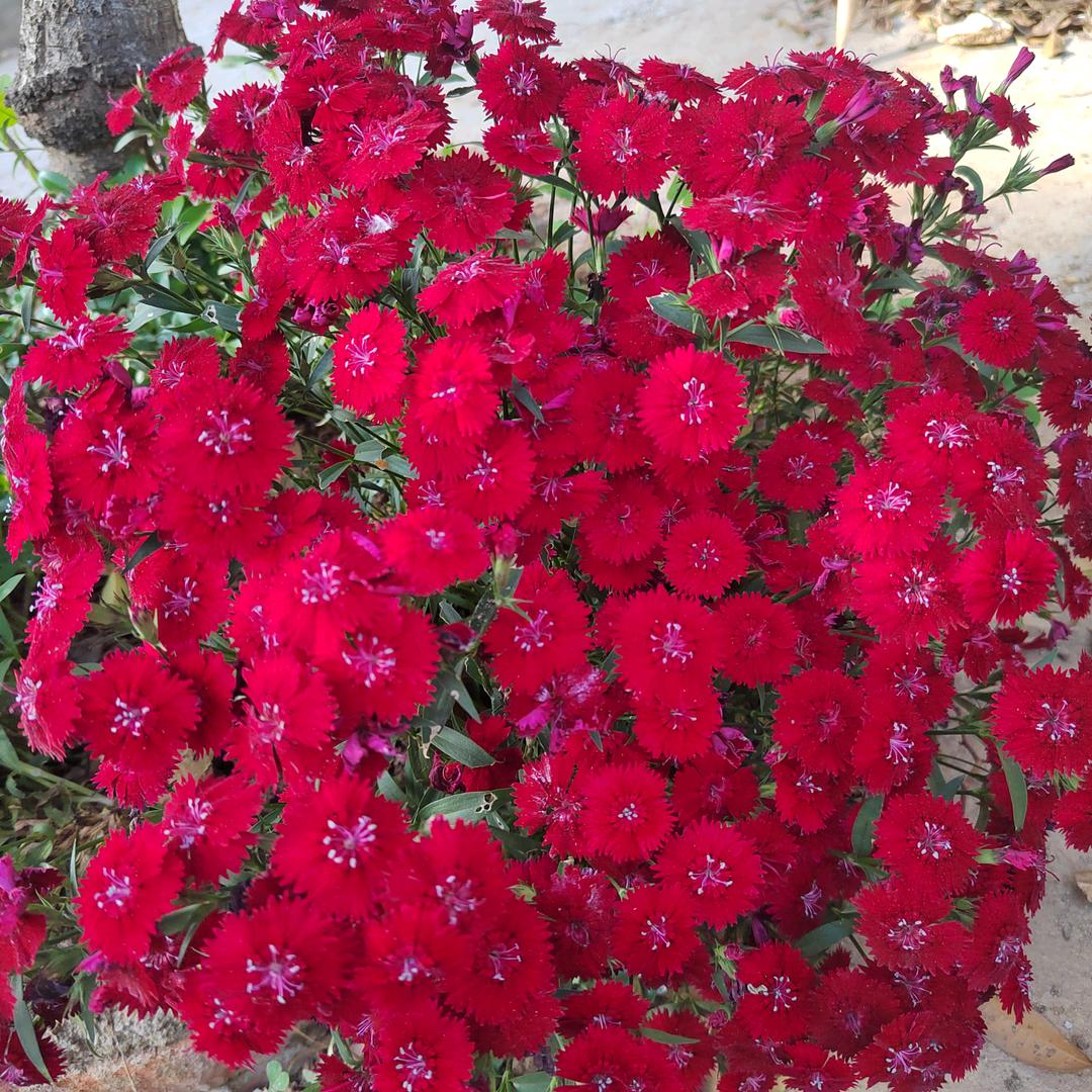🥀᭄奈何情深꧔ꦿᩚ却缘浅💕