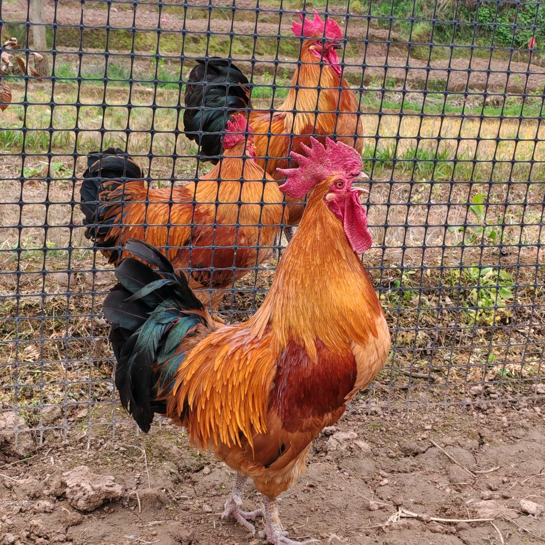 农家“散养鸡”☞🐔🐔🐔