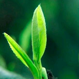 武秀才九百金 芽丰香 棵兴厂家工厂店