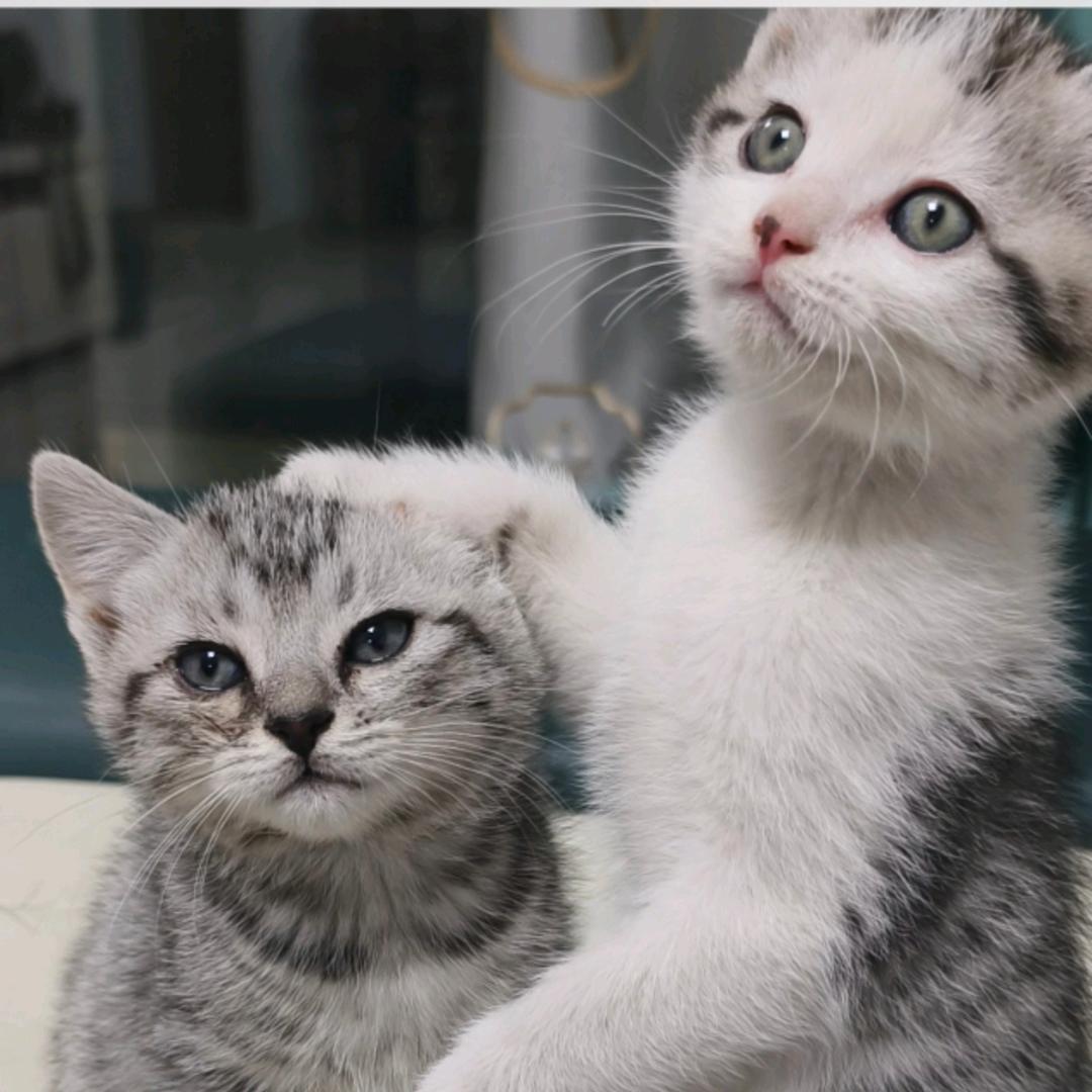 猫主子驾到
