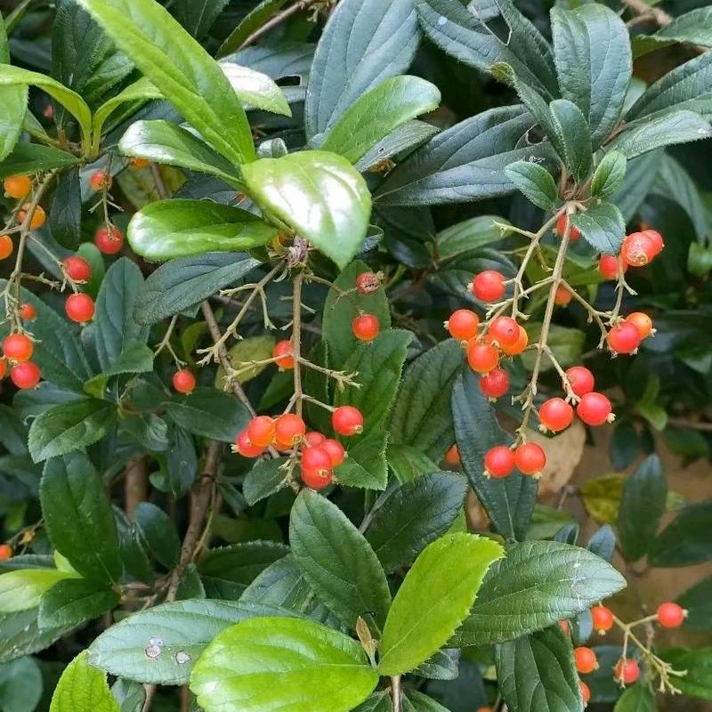 奇花异草皆是宝