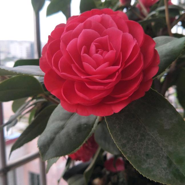 茶花