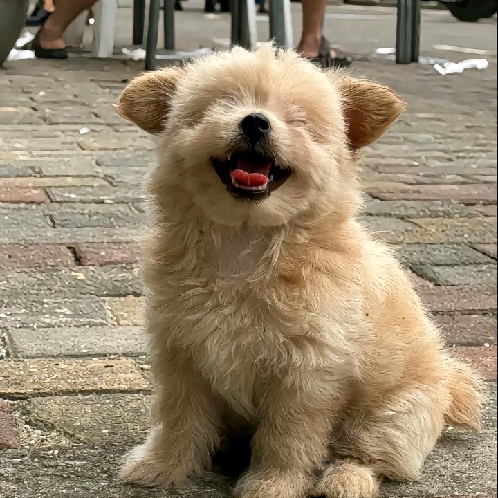 一枝梨花压海棠