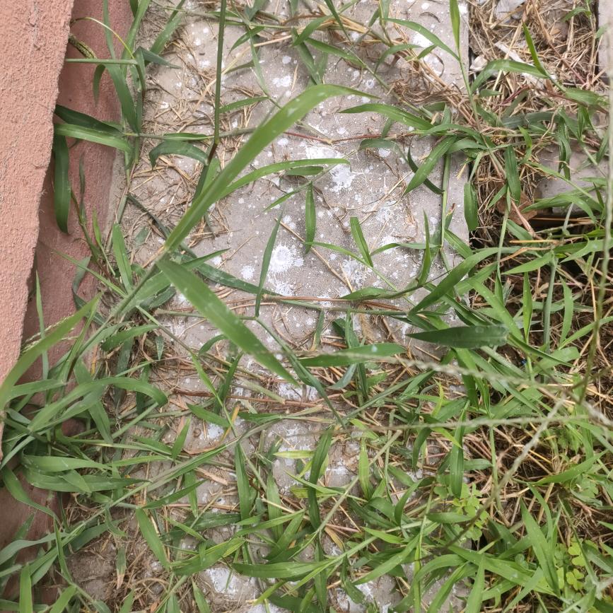 野草