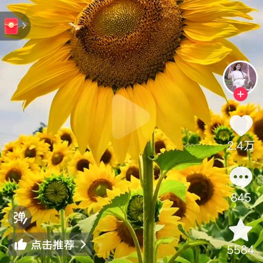向日葵🌻