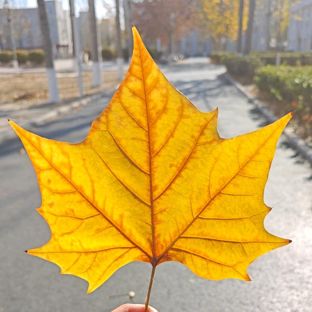 摆烂摆烂