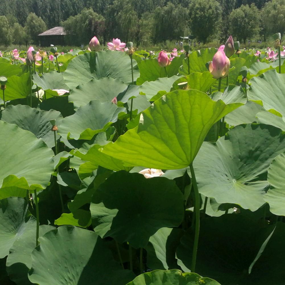 岁月无声