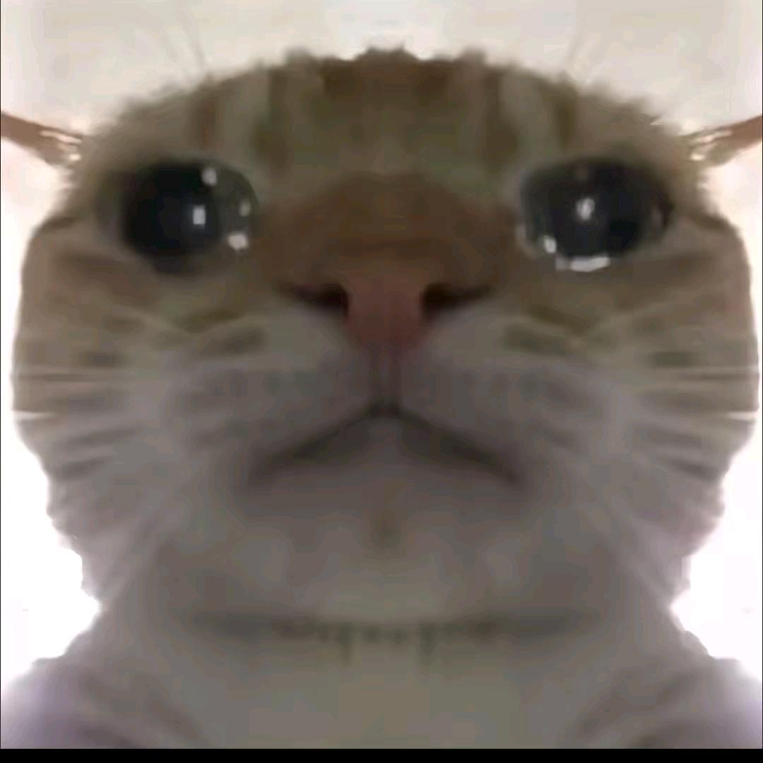 橙子追剧