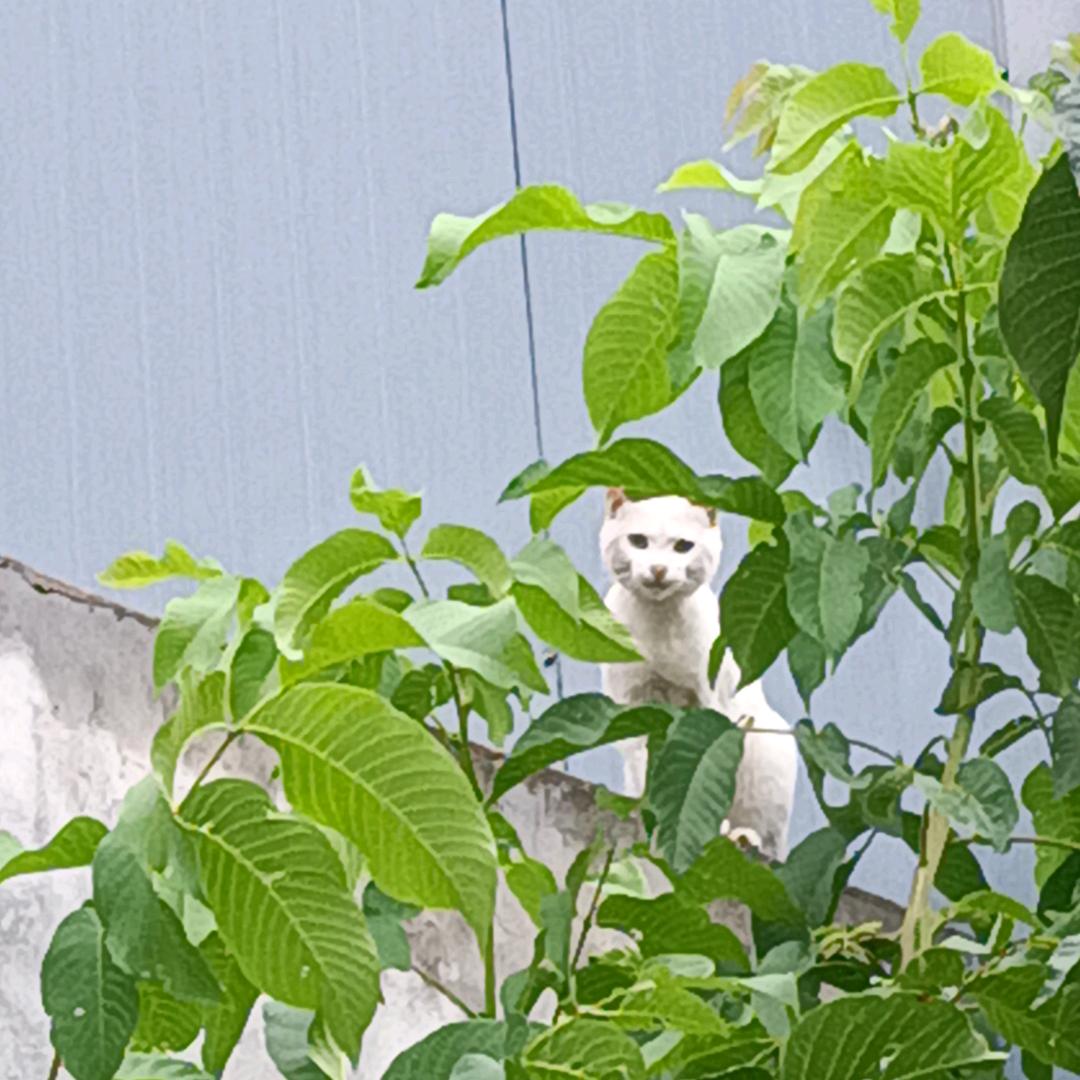 日久见人心