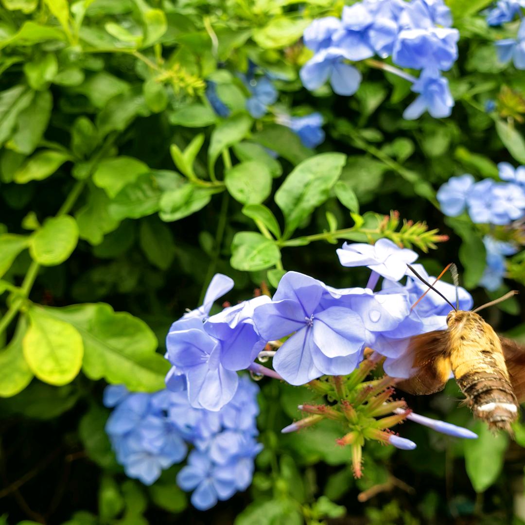 黄逗逗