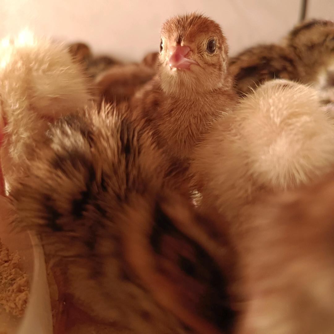 我是一只小鹌鹑