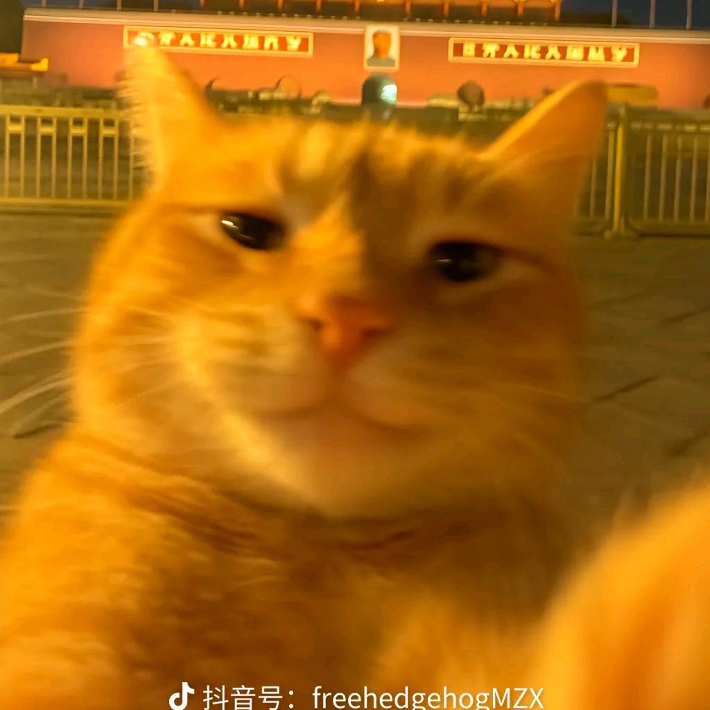 @鱼