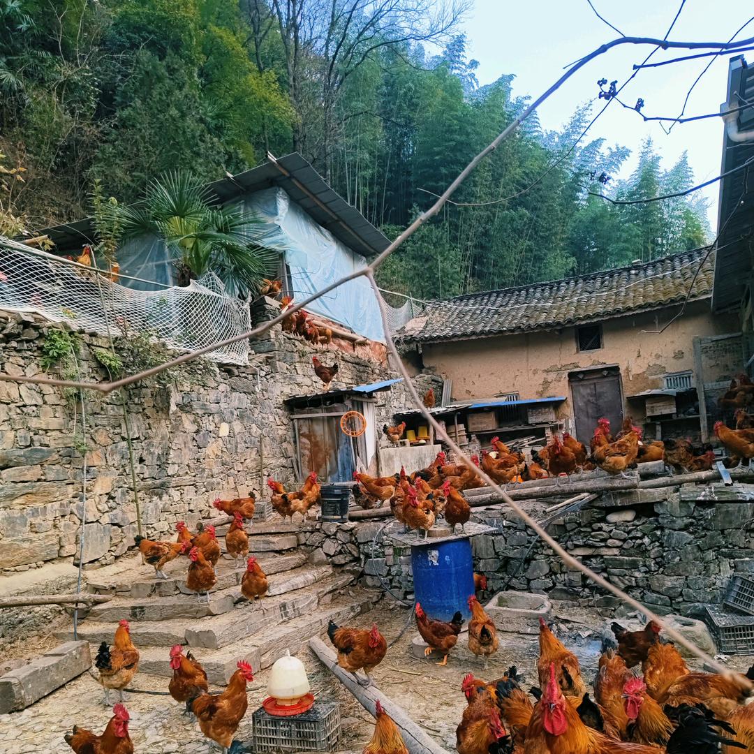 旬阳红日农场<土鸡哥>