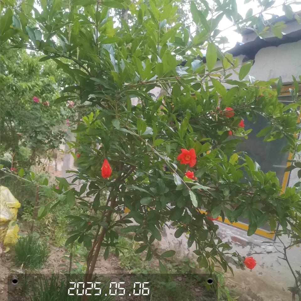 嫣然回梦