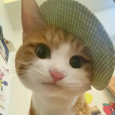 做小猫bu煎蛋🍳
