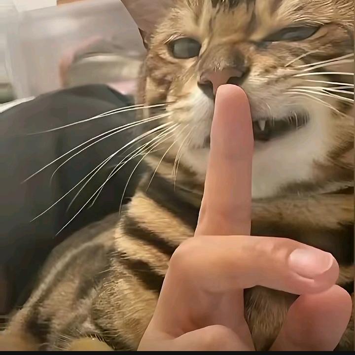 清风不语