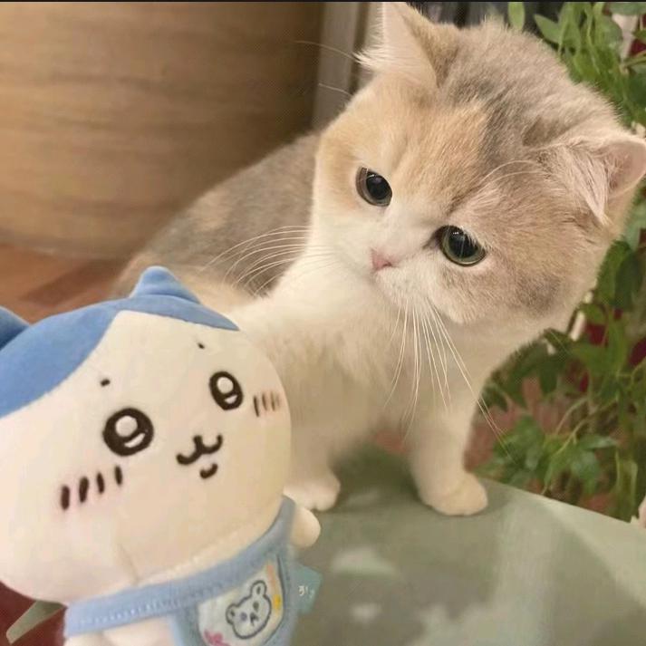 一只鱼^.